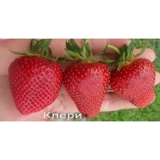 Саженцы клубники Клери, ЗКС и ОКС